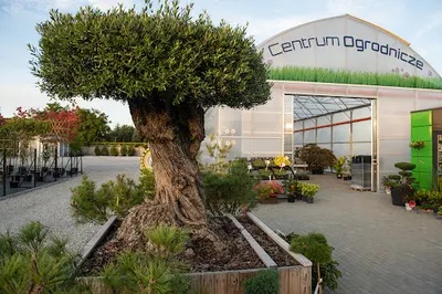 Hortus Ogrody Jarosław Matuszczak Przygodzice